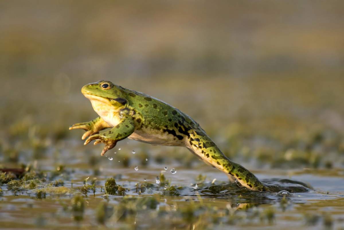 Frog museum in Lokve